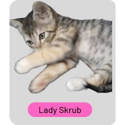 Photo of Lady Skrub