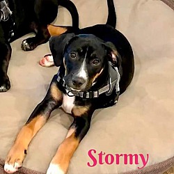 Thumbnail photo of STORMY #2