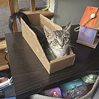 adopt a pet