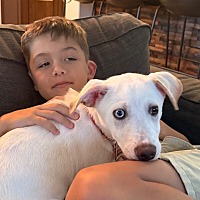adopt a pet