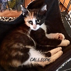 Thumbnail photo of Calliope #4