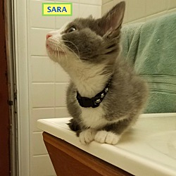 Thumbnail photo of SARA-adopted 12-22-18 #3