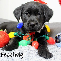 Thumbnail photo of Fezziwig~adopted! #3