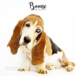 Photo of Boone
