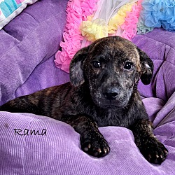 Thumbnail photo of Rama~adopted! #1