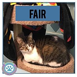 Thumbnail photo of Fair the anti-cat cat #4