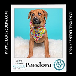Photo of Pandora (The Police Pups) 030224