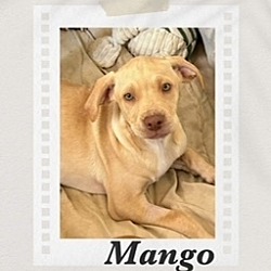 Photo of Mango
