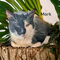 Thumbnail photo of Mork #2