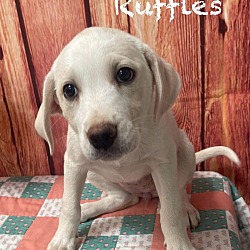 Photo of Ruffles ( Available 5/18/24)