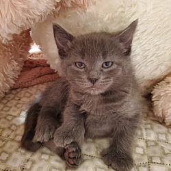 Thumbnail photo of Luna (Hemingway Kitten) #1