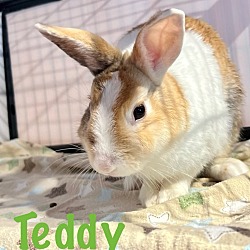 Thumbnail photo of Teddy #1