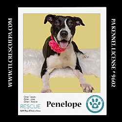 Thumbnail photo of Penelope 080324 #1