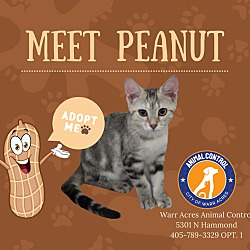 Thumbnail photo of Peanut #1