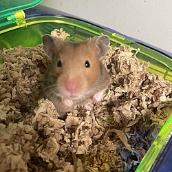 Thumbnail photo of Cinnamon #2