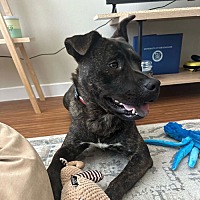 adopt a pet