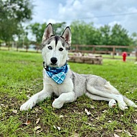 adopt a pet