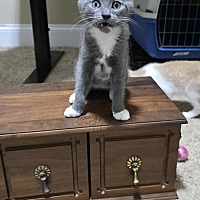 adopt a pet