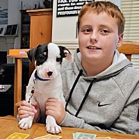 adopt a pet