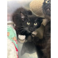 adopt-pet