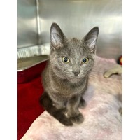 adopt-pet