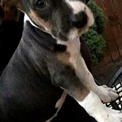 Thumbnail photo of Sirloin-Adopted! #2