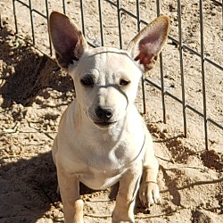 bonded pet photo