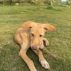 Thumbnail photo of Biscuit-Indian Pariah pup #3