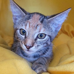 Photo of Diamond's kitten - Topaz