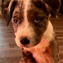Thumbnail photo of Archer Juno- adoption pending #4