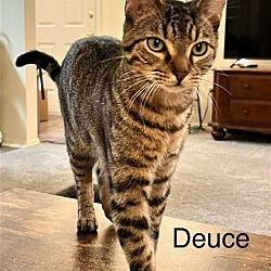 Thumbnail photo of DEUCE #3