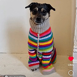 New York, NY - Terrier (Unknown Type, Small)/Chihuahua. Meet Sandwich a ...