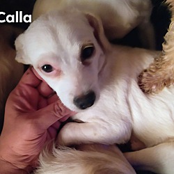 Photo of Calla