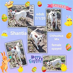 Thumbnail photo of Shantia #2