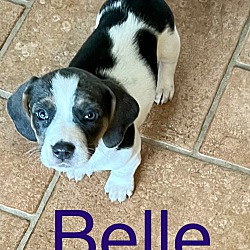 Photo of BELLE
