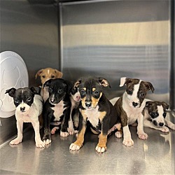 Photo of 8 Puppies