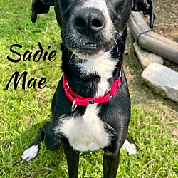 Thumbnail photo of Sadie Mae #3