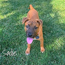 Thumbnail photo of Sadie #2