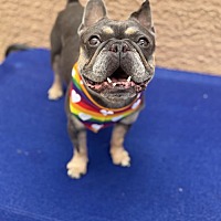 adopt a pet
