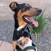 adopt a pet