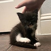 ROCKY - Domestic Shorthair available for adoption