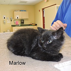 Thumbnail photo of Marlow #2