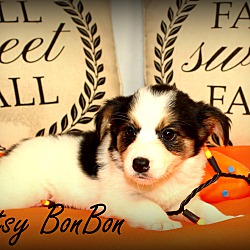 Thumbnail photo of Bitsy BonBon~adopted! #3