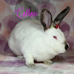 Thumbnail photo of Cotton #2