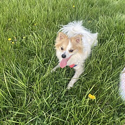 Photo of Max 