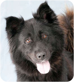 border collie spitz mix