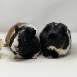Thumbnail photo of Peaches & Creme (and Peanut Butter Cup) #3
