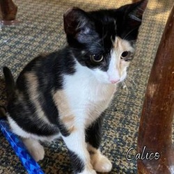 Thumbnail photo of Calico #1