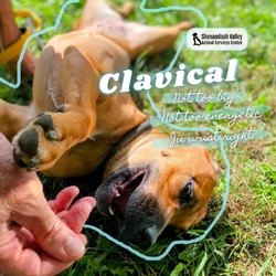 Thumbnail photo of Clavical #1