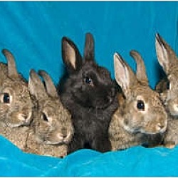 Thumbnail photo of Five baby bunnies #1